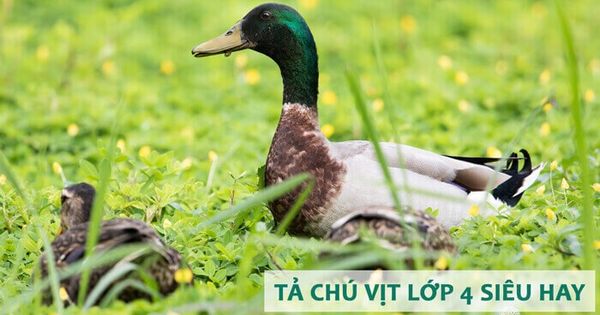 Tả con Vịt – Bài văn chọn lọc hay nhất kèm dàn ý cho lớp 4