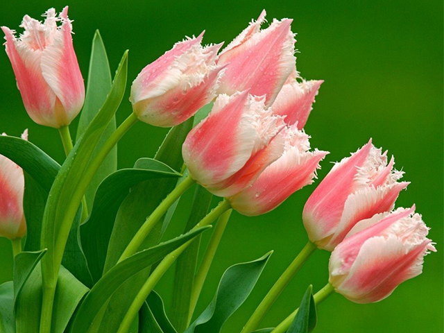 Bật Mí Ý Nghĩa Hoa Tulip Theo Màu Sắc
