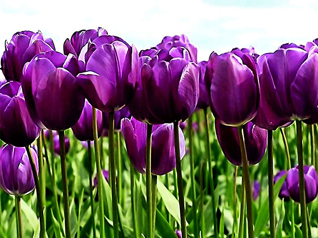 Ảnh Hoa Tulip: Loài Hoa Biểu Tượng Của Tình Yêu Và Sắc Đẹp