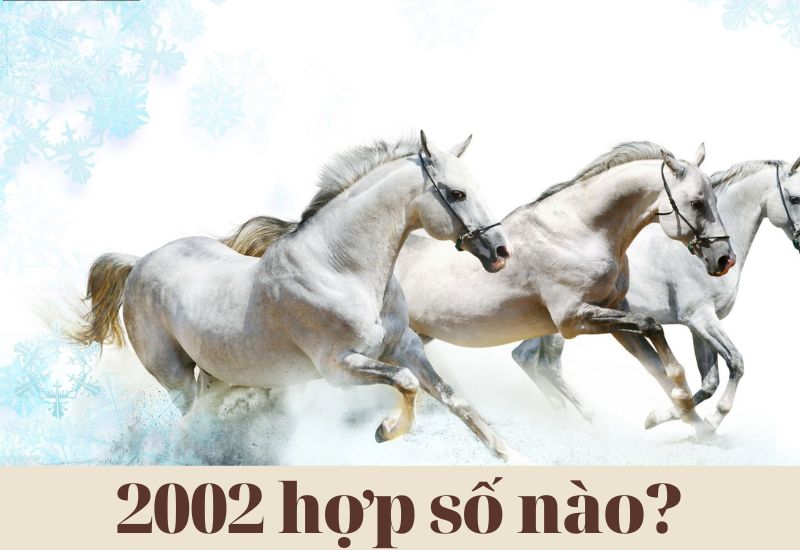 2002 hợp số mấy