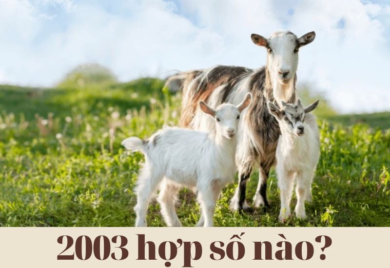 2003 hợp số nào, kỵ số nào theo phong thủy?