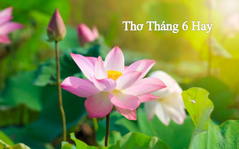 Chùm thơ về tháng 6 hay, lãng mạn – Thơ chào tháng 6 đầy tích cực