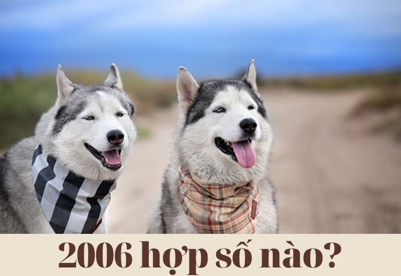 Tìm hiểu 2006 hợp số nào, chọn số chẵn hay lẻ để may mắn