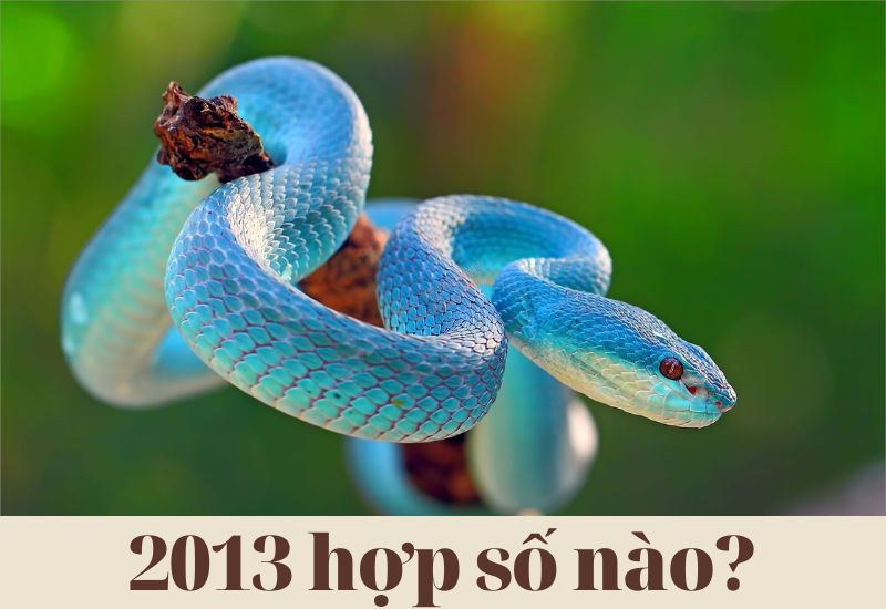 Tìm hiểu 2013 hợp số nào, kỵ số nào, chọn số chẵn hay lẻ?