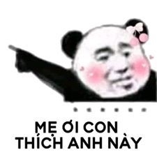 ảnh gấu trúc yêu meme