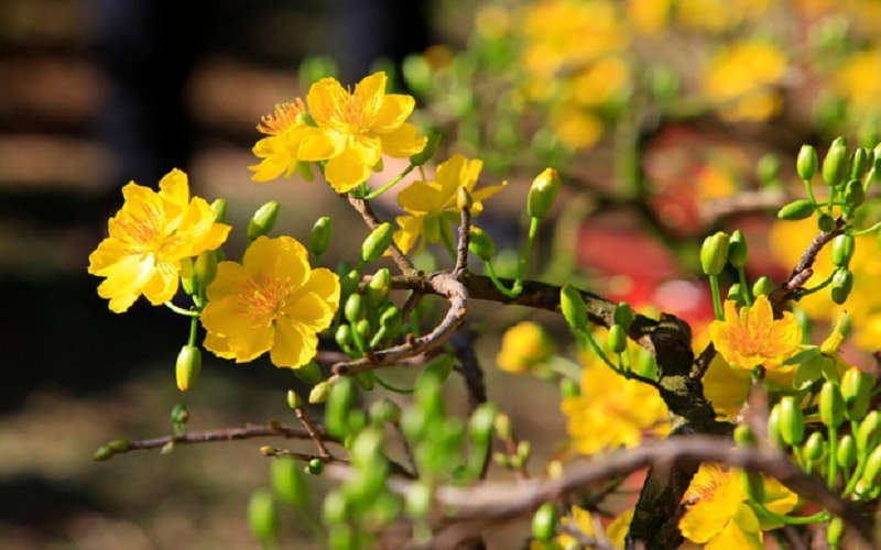 Bài thơ về hoa mai hay