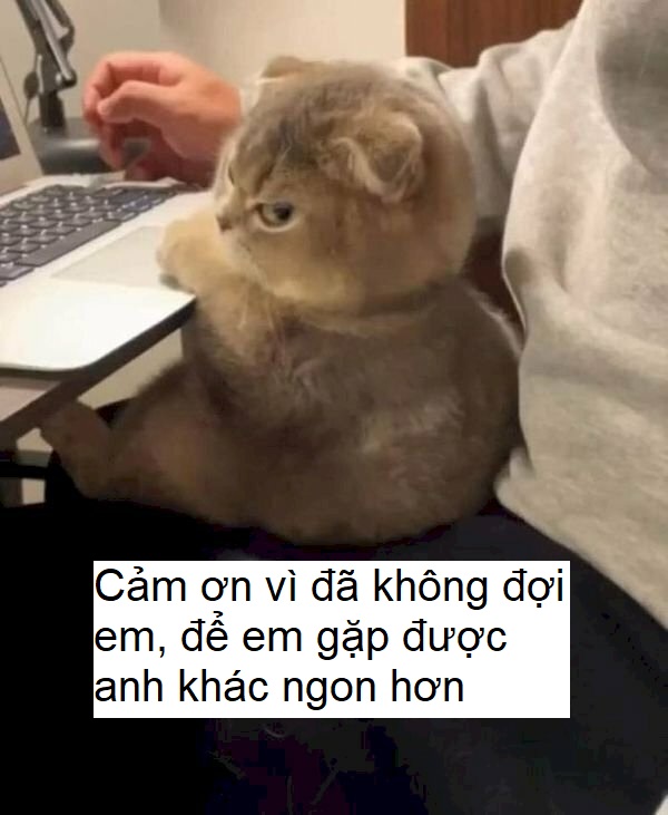 Cảm ơn vì đã không đợi em