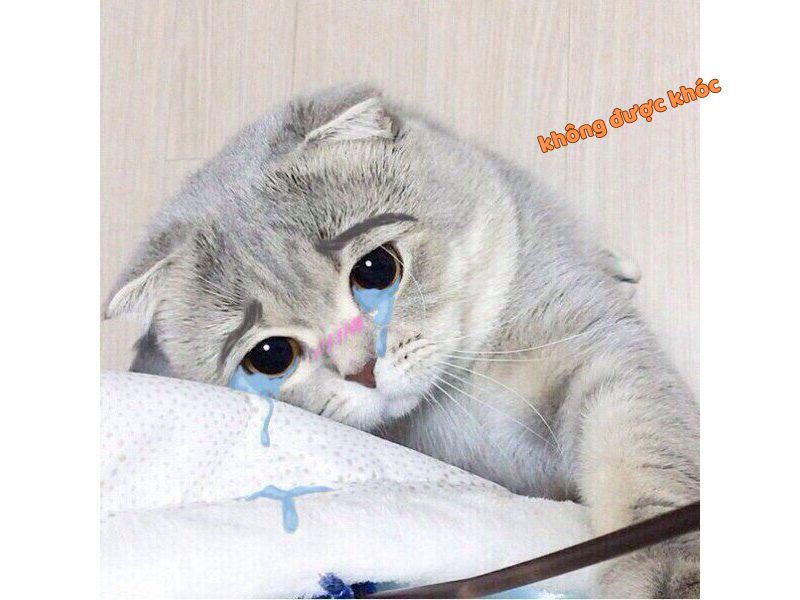 Còn gì nữa đâu mà khóc với sầu cute