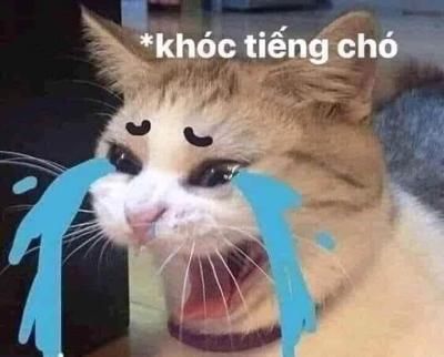 Meme mèo khóc hài bựa