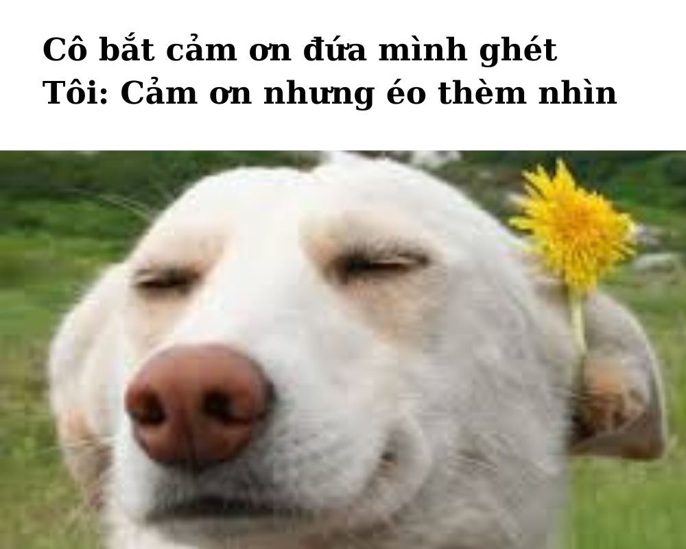 Meme cảm ơn nhưng éo thèm nhìn