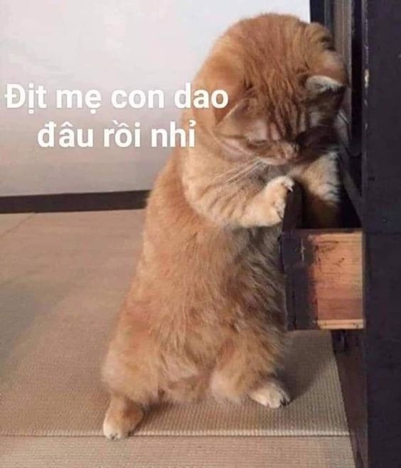 meme con mèo cầm dao hài hước