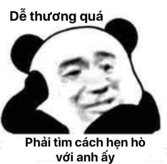 meme gấu trúc mê trai