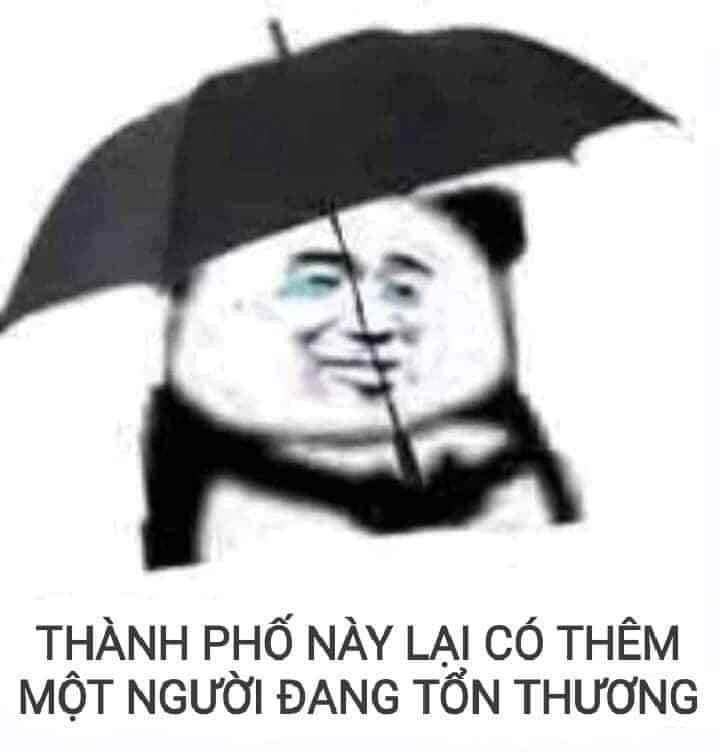 meme gấu trúc thức khuya