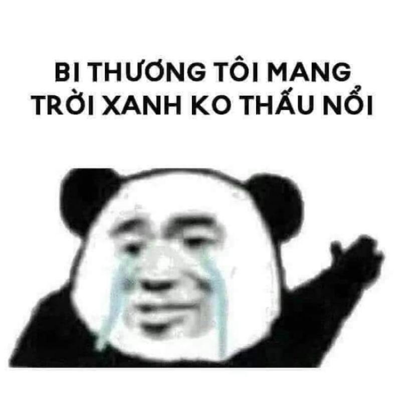 meme gấu trúc trung quốc oan ức