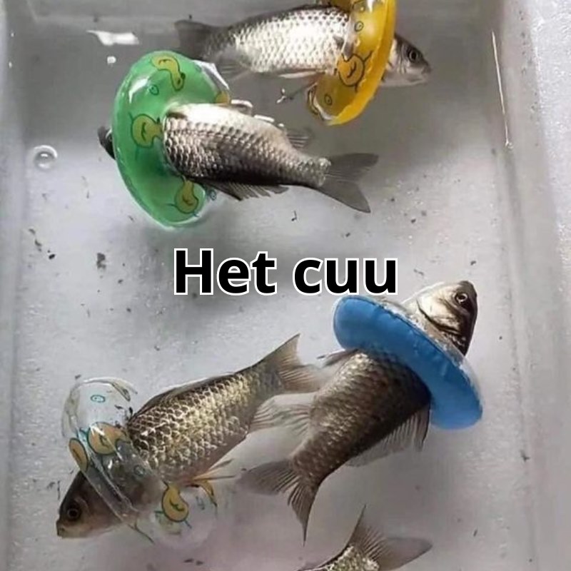 meme hết cú buồn cười