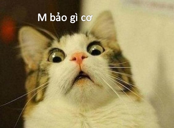 Meme mèo bất ngờ