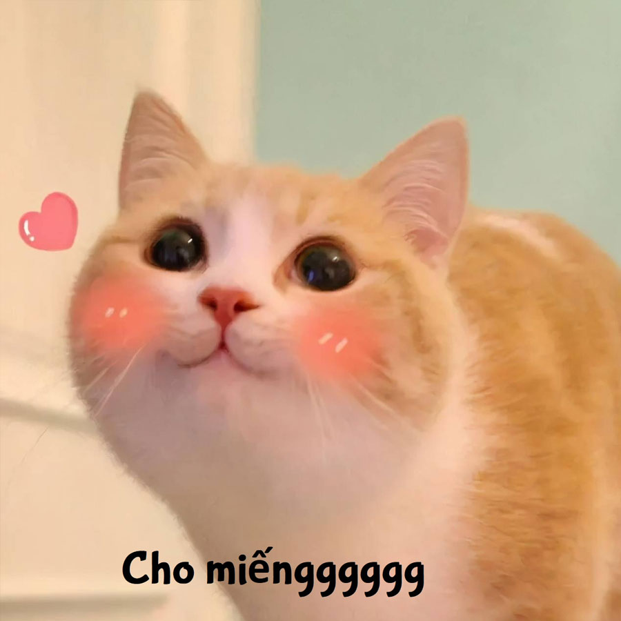 Meme mèo cười cute