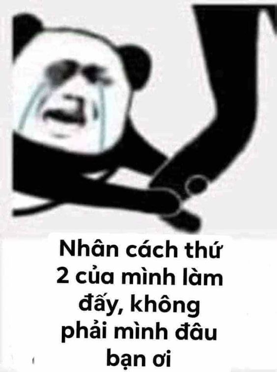 meme van xin gấu trúc