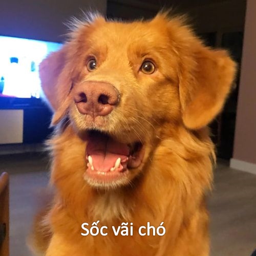 Sốc vãi chó