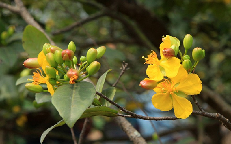 Thơ về hoa mai hay