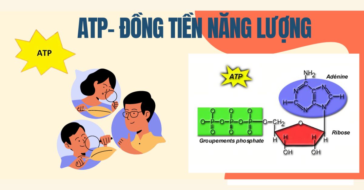 ATP là gì? Năng lượng của sự co cơ