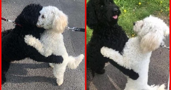 Hai chú poodle ôm chầm lấy nhau khi chạm mặt, dân mạng cảm động khi biết quan hệ của chúng