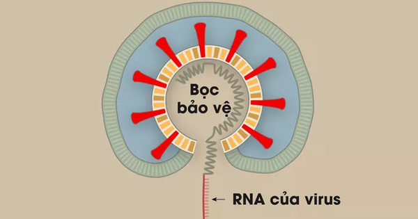 [Infographic] Covid-19 lây nhiễm tế bào phổi như thế nào? Tại sao nó lại nguy hiểm vậy?