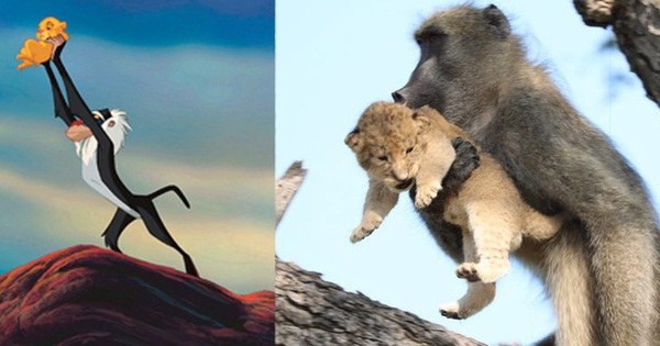 Lion King đời thực là đây: Chú khỉ đầu chó vừa leo trèo vừa bế sư tử con, quyết không buông tay