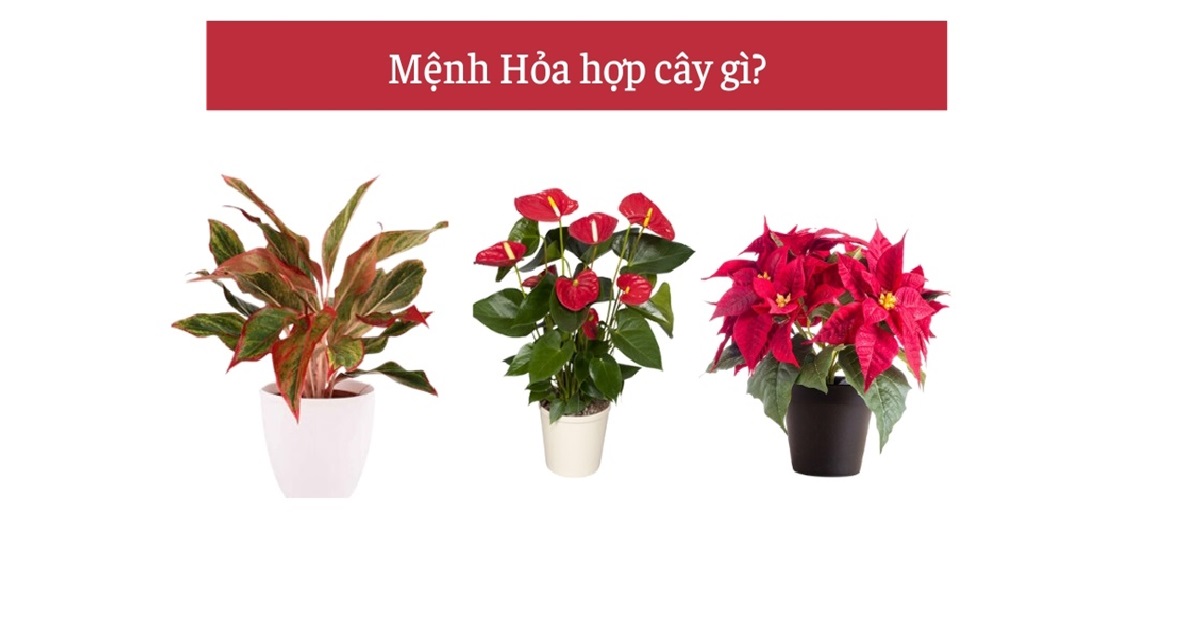 Mệnh Hỏa hợp cây gì? 10 loại cây phong thủy cho người mệnh Hỏa