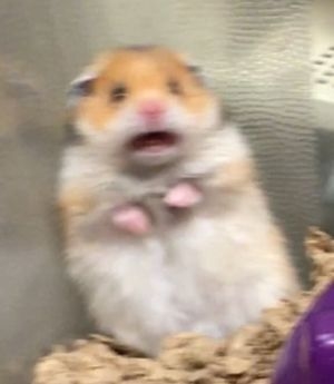 meme sợ hãi hamster