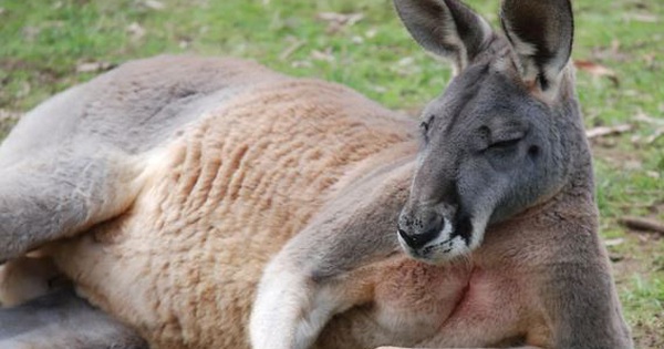 Con kangaroo hồn nhiên vào nhà dân ăn vụng, “tiện tay” đấm luôn chủ nhà đến mức phải nhập viện