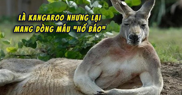 Úc: Con kangaroo vạm vỡ cao 1m8 ngang nhiên vào thị trấn phá nát 1 khu vườn, “cà khịa” 3 người và đánh trọng thương cụ bà lớn tuổi