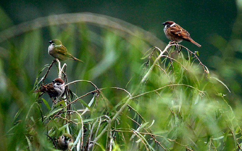 20 bài thơ Hoàng Phủ Ngọc Tường hay và lạ nhất