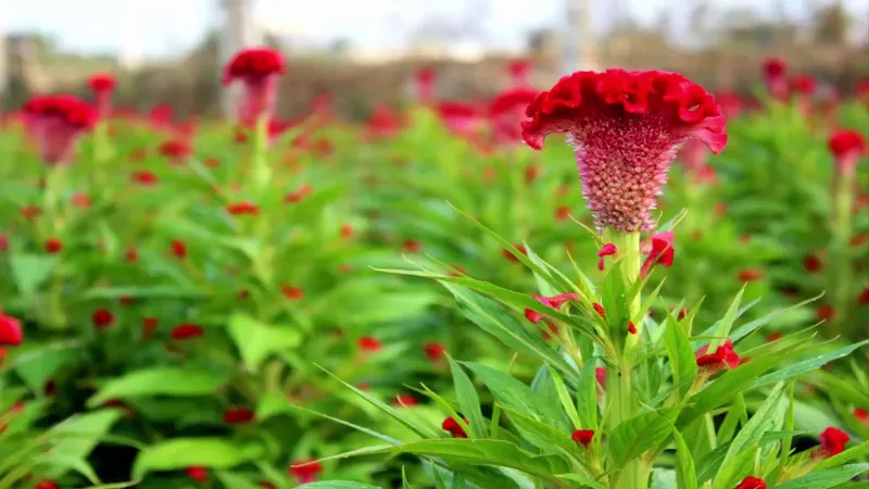 Gà mào trong ánh sáng buổi sáng