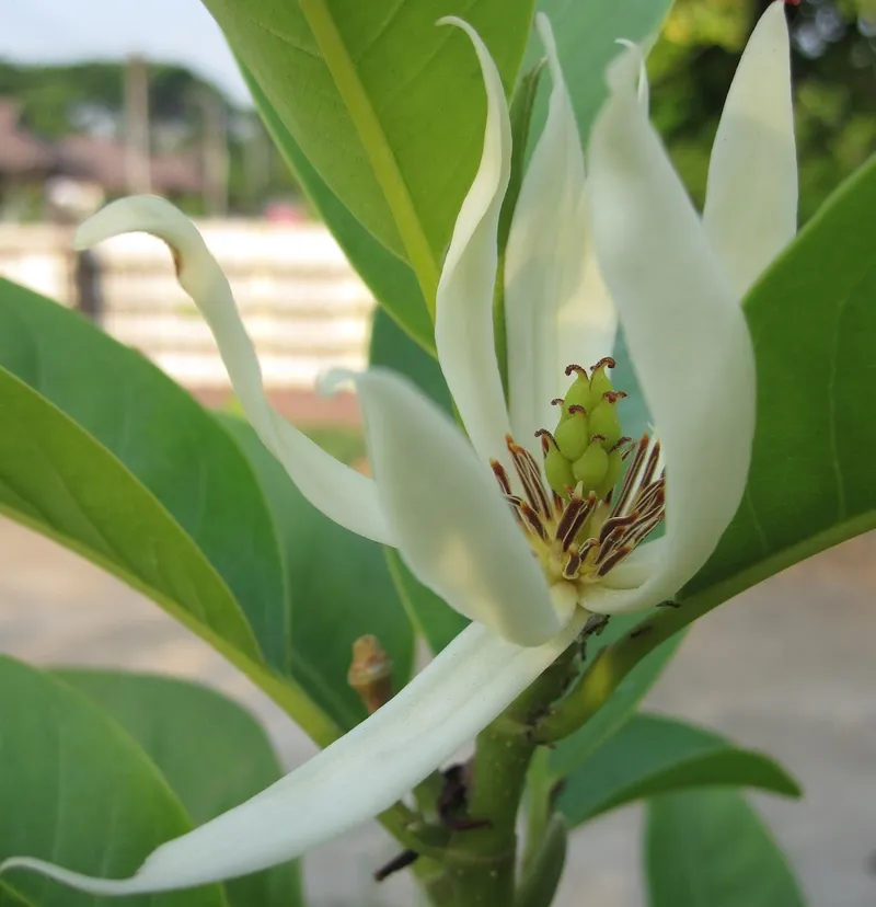 Hoa ngọc trai nở rộ