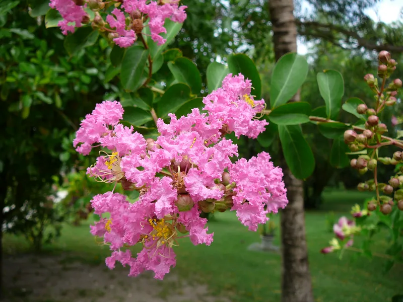 Những cánh hoa hơi run rẩy trong gió