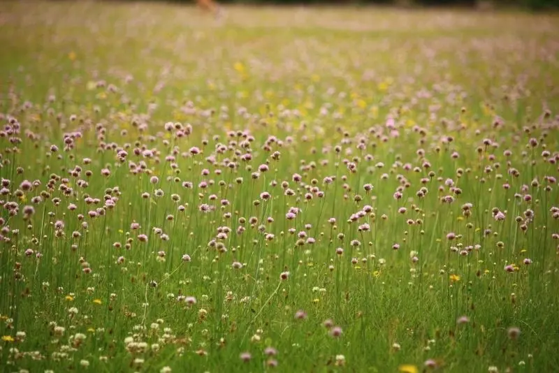 Lawn được bao phủ bởi những bông hoa hoang dã rực rỡ, một nơi lý tưởng để khám phá lại sự cân bằng trong cuộc sống.