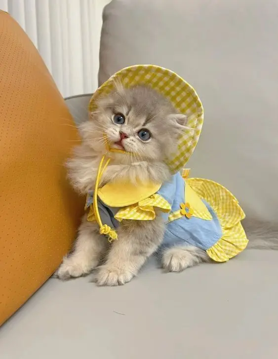 Avatar Cat Avatar Inanimate, làm sáng trang cá nhân của bạn.