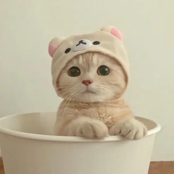 Hình ảnh của Avatar Cat Cat, mang tiếng cười nhẹ nhàng.