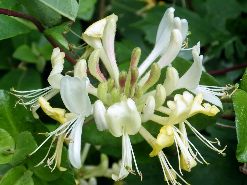 Kim Ngan Flower nở hoa dưới ánh mặt trời