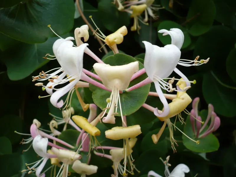 Hoa Honeysuckle với vẻ đẹp tự nhiên