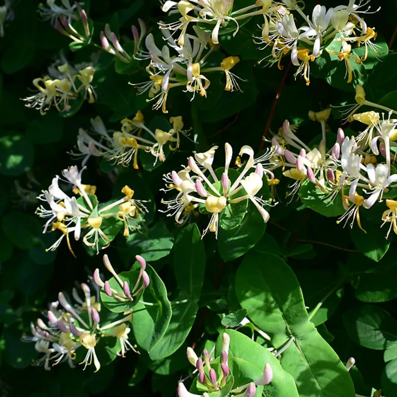 Honeysuckle nở đều