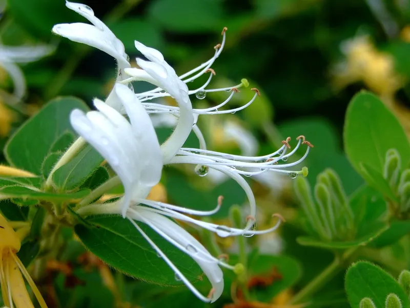 Hương thơm nhẹ nhàng của kim ngân hoa