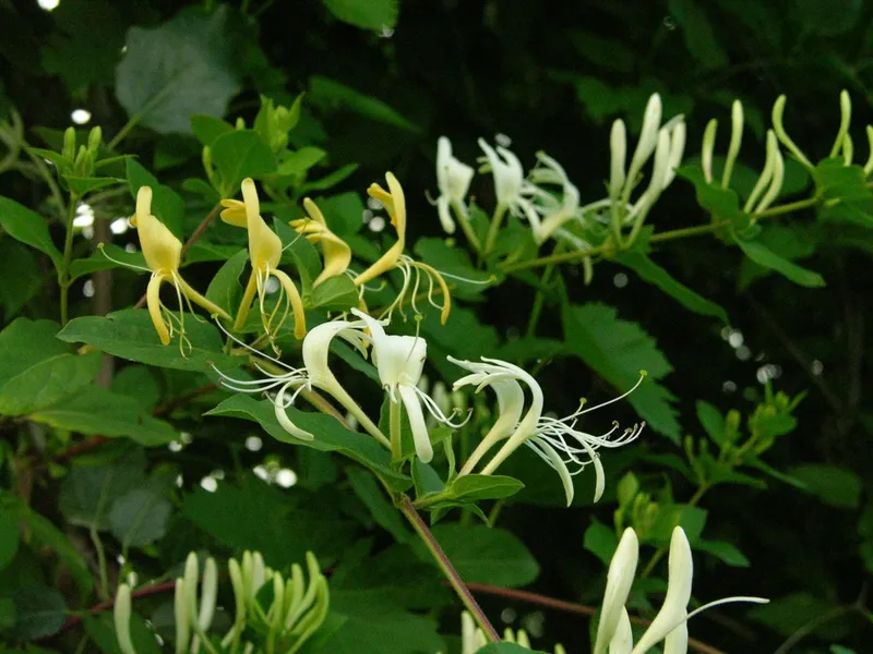 Kim Ngan Flower trong ánh mặt trời sáng sớm