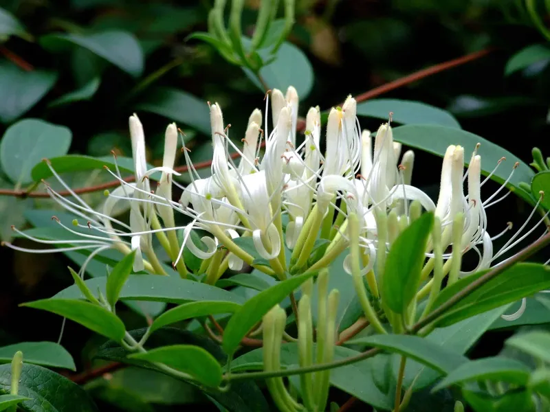 Honeysuckle hoa trên cành cao