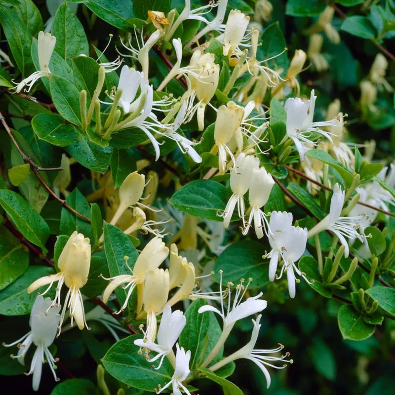 Honeysuckle Blossoms nở hoa trong các cụm rực rỡ