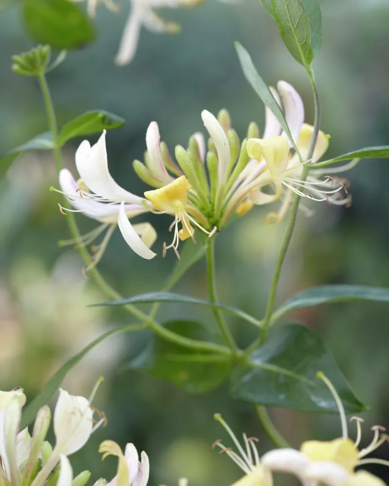 Honeysuckle hoa trong vườn nhà