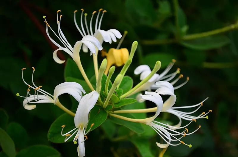 Hoa Honeysuckle nổi bật trên bầu trời xanh