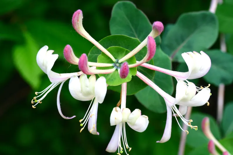 Hoa Honeysuckle đầy sức sống