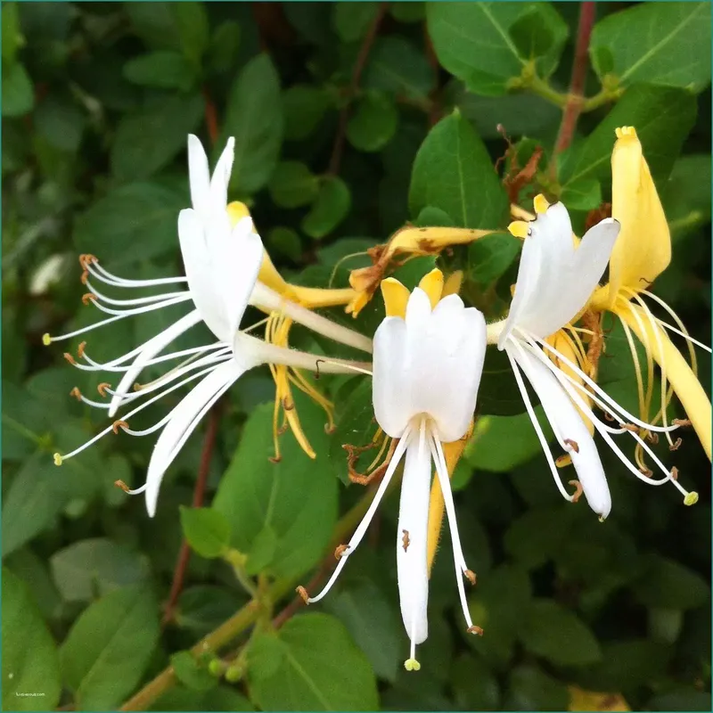 Honeysuckle hoa tô điểm không gian